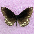 double branded black crow  Euploea coreta coreta 